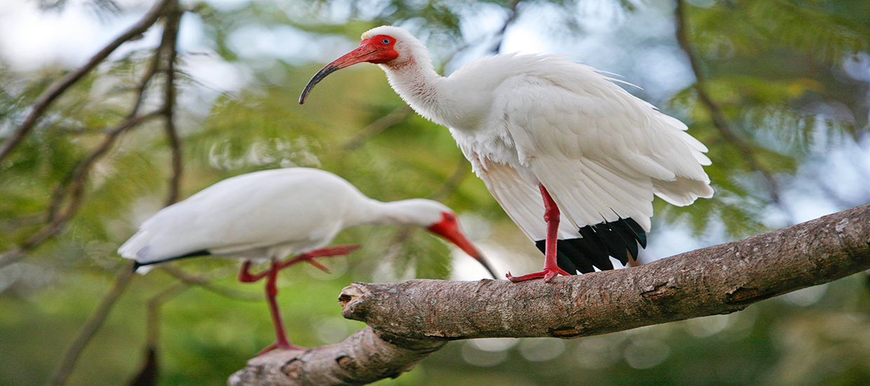 This photograph is of two Ibises perched in a tree.