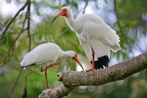 This photograph is of two Ibises perched in a tree.